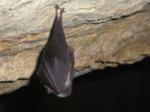 Rhinolophus hipposideros